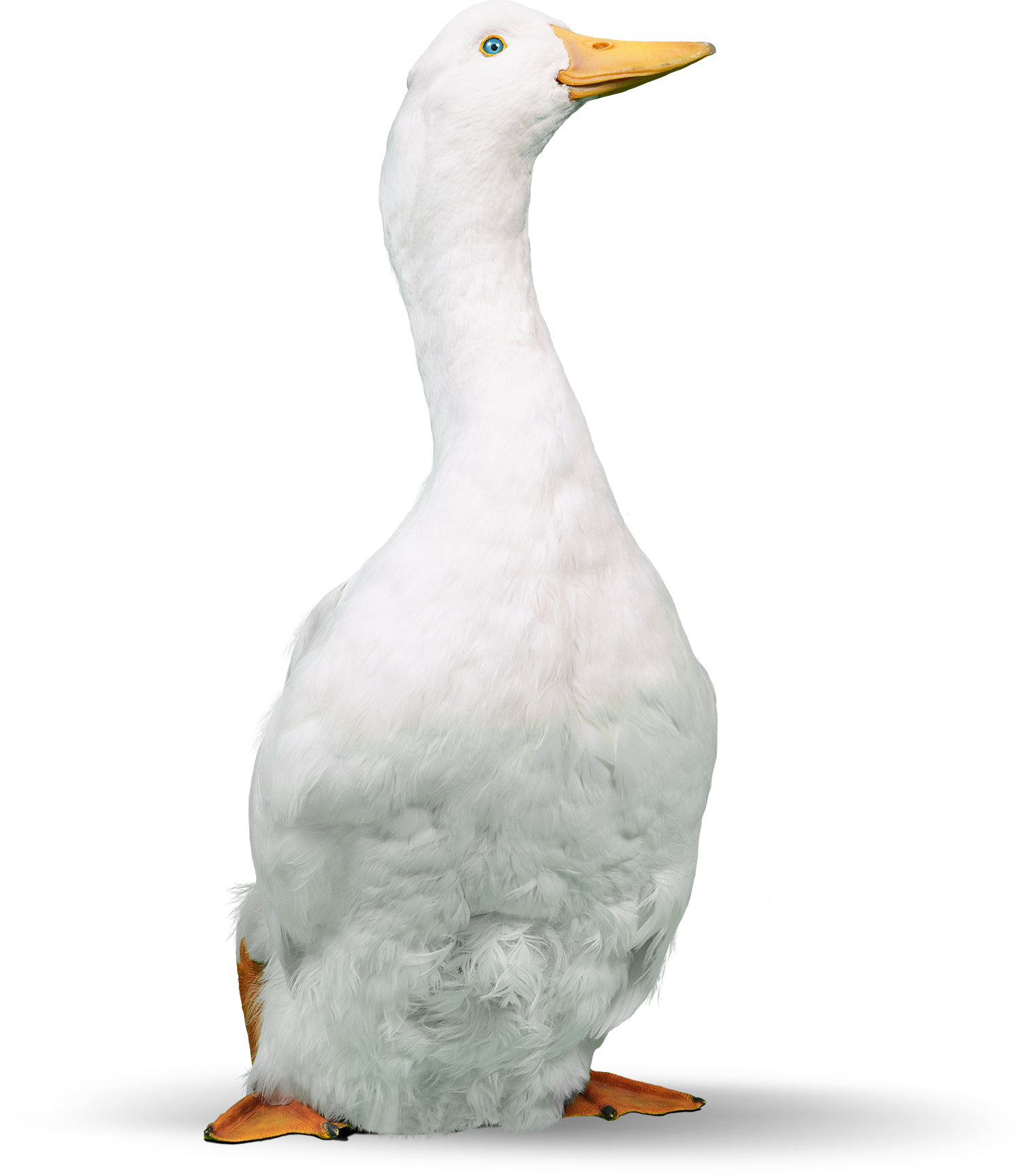 aflacduck